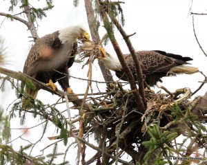 Shark River eagle pair preparing nest @ Tom McKelvey