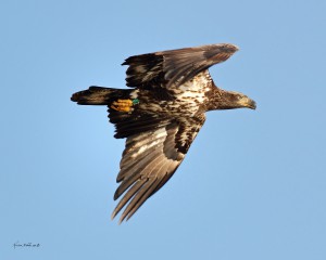 3rd year eagle @ Kristen Nicholas.  Immature eagles plumage is variable before reaching adult hood