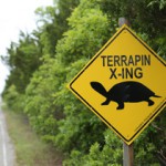 Terrapin X-ING sign along Great Bay Blvd. Photo courtesy of Ben Wurst.