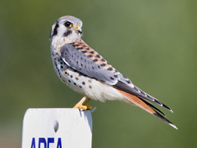 An American kestrel. Photo courtesy of Jim Gilbert.