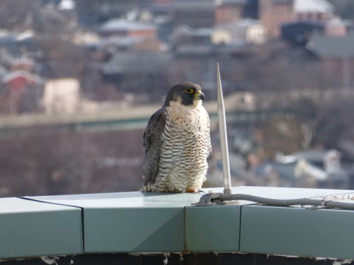 When we got here a female peregrine falcon was perched on the ledge of the 10th floor roof! © Jean Bickal