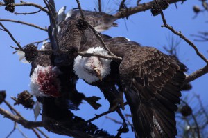 Two bald eagles interlocked, injured and hanging from a tree in Tuckerton, NJ. Photo by Ben Wurst.