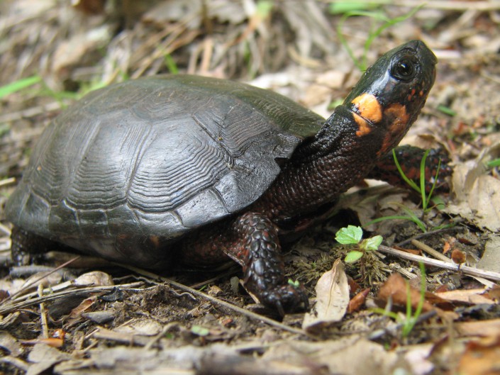 Bog Turtle photo by Brian Zarate, NJ Division of Fish and Wildlife