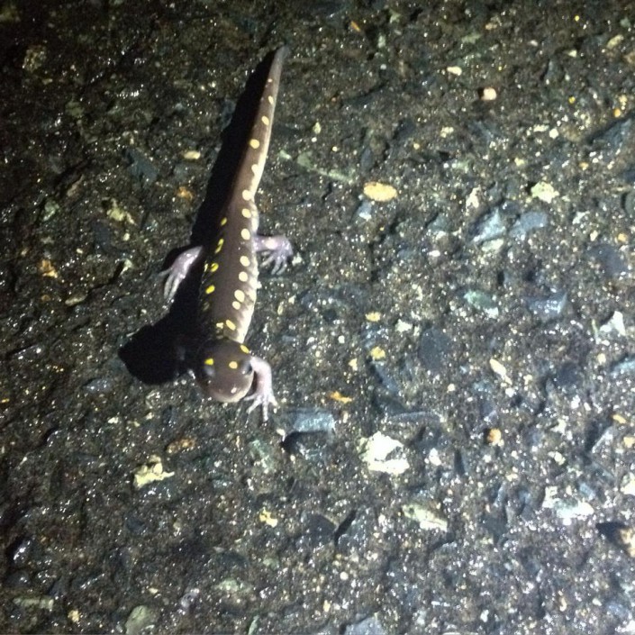 Yellow Spotted Salamander © Lindsay McNamara