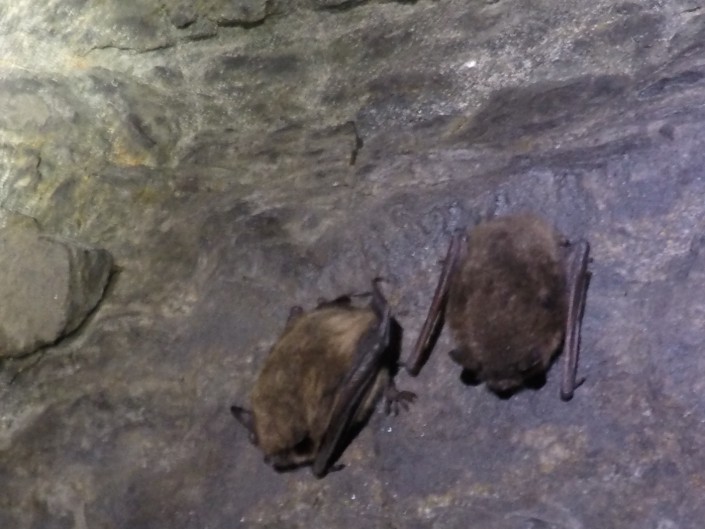 Little Brown Bats (c) Stephanie Feigin