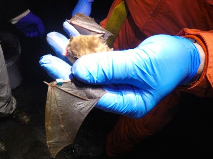 Little Brown Bat (c) Stephanie Feigin