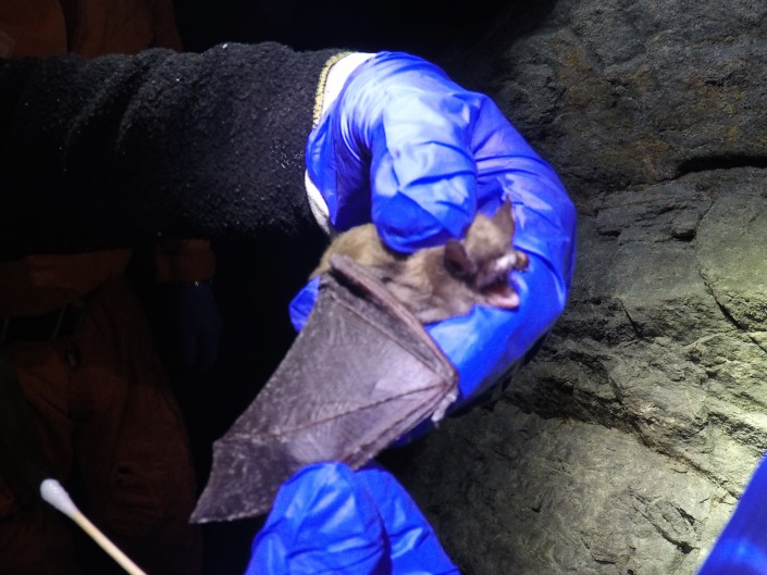 Little Brown Bat shows significant signs of White Nose Syndrome on wings and nose (c) Stephanie Feigin