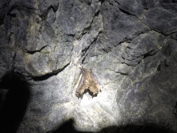 Little Brown Bats (c) Stephanie Feigin