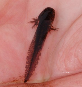 Marbled Salamander larvae @ Pat Sutton 