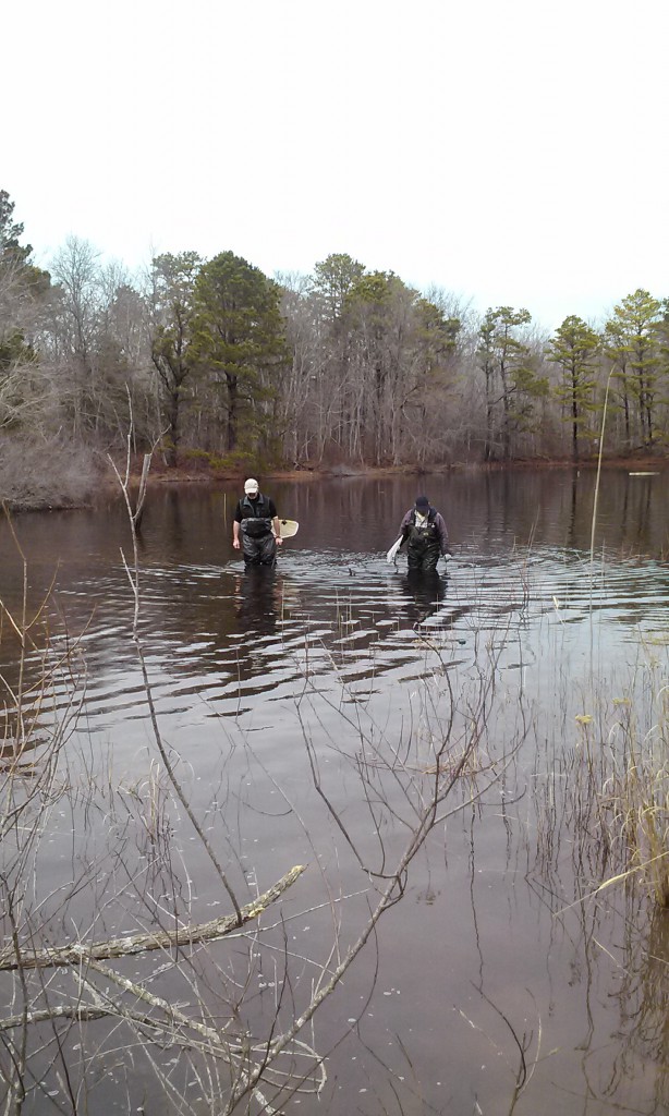 Surveying for TS egg masses