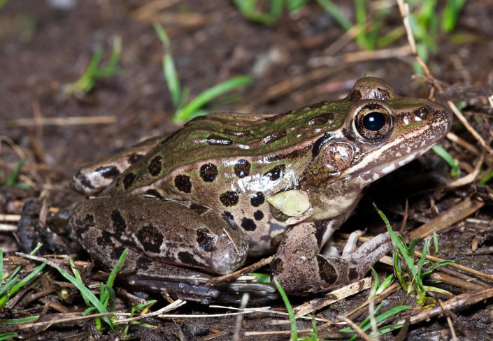 Photo: New Jersey Division of Fish and Wildlife