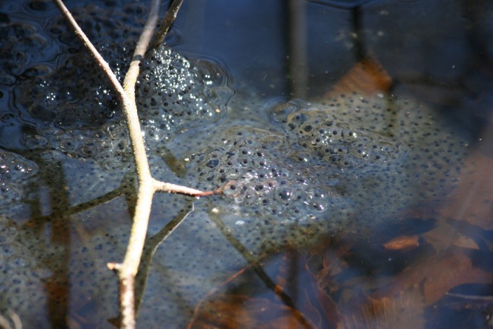 Wood Frog Eggs © Kelly Triece