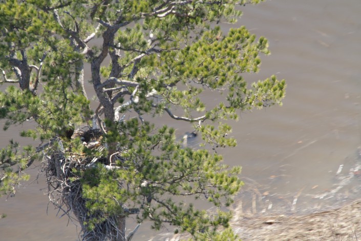 How many young can you spot in this nest?