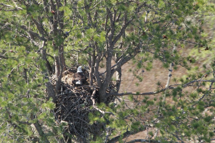 A bird sitting tight means that it is still incubating. 