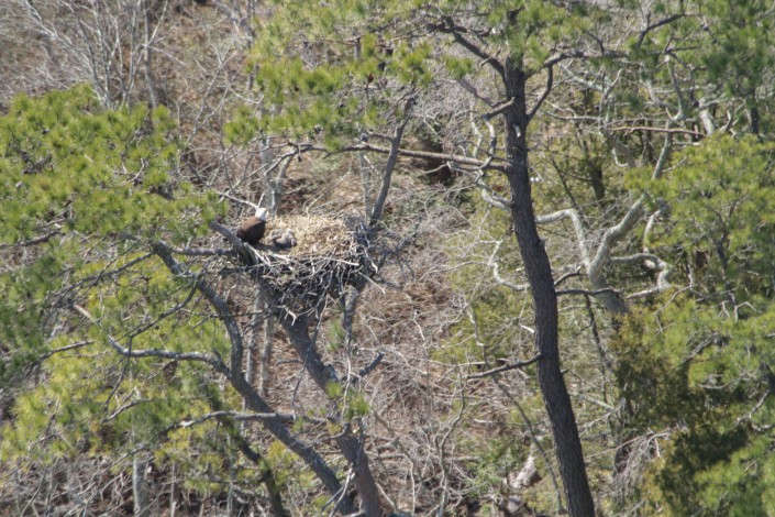 Two young can be seen in this nest!