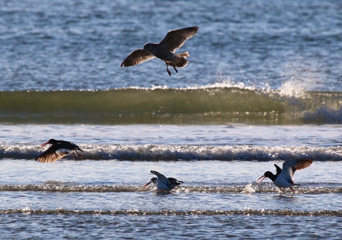 Oystercatchers © Dr. Larry Niles