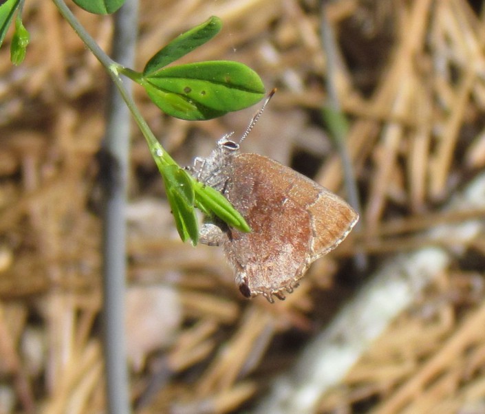 Frosted Elfin with recently deposited egg on Baptisia plant@Rober Somes