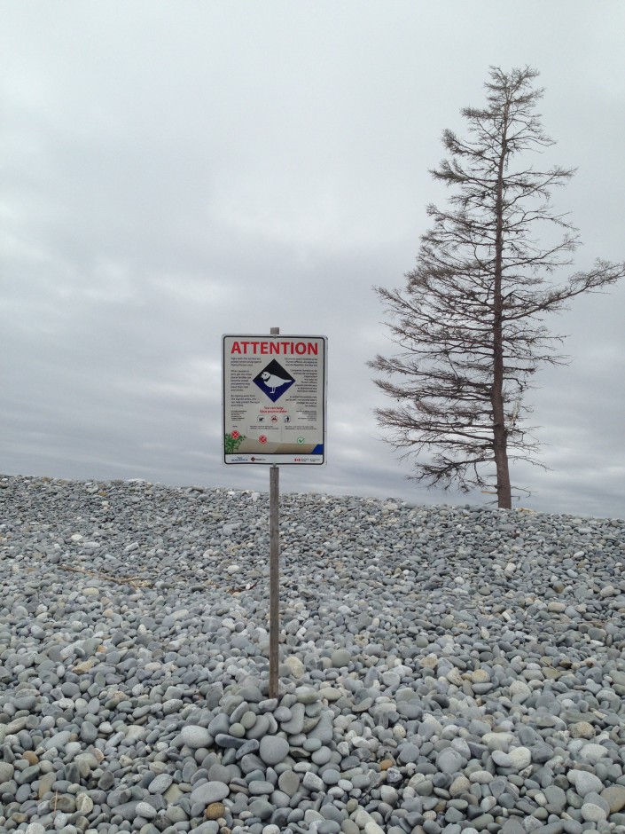 Post and sign designating a piping plover breeding sites in Canada.