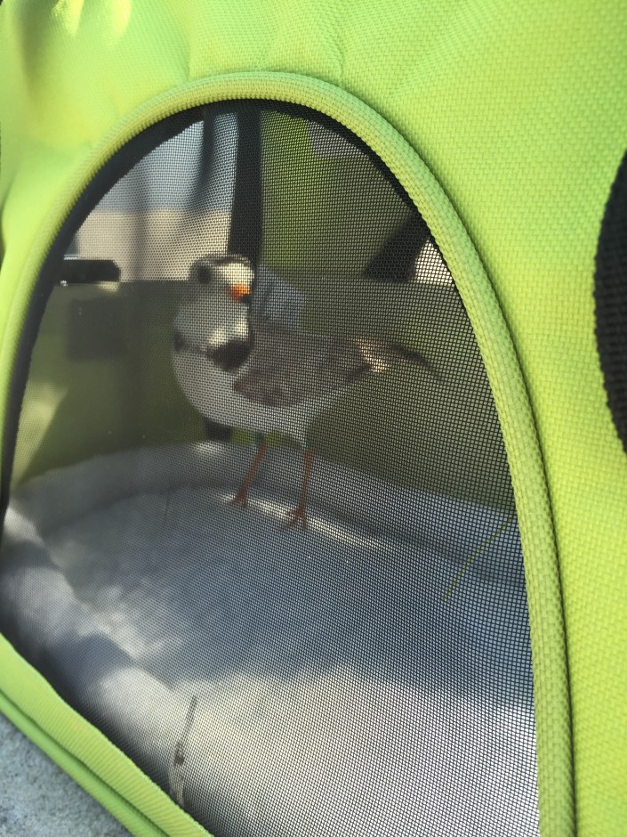 A male piping plover in "holding pen" awaiting his debut sporting his new bands and transmitter to be used for tracking.