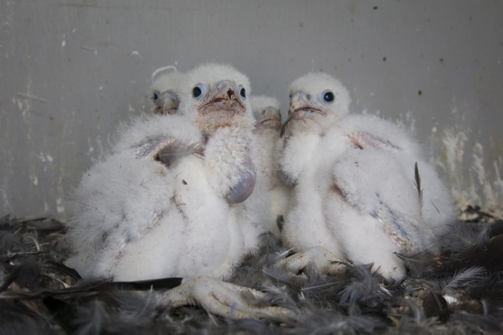 Four 14 day old peregrine falcon nestlings. Photo by Ben Wurst