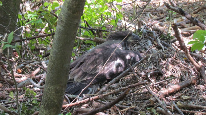 Chick in fallen nest on ground @ Heiki Poolake