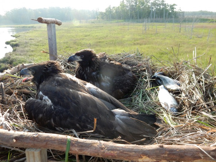 Re-nested chicks in second platform@ K. Clark