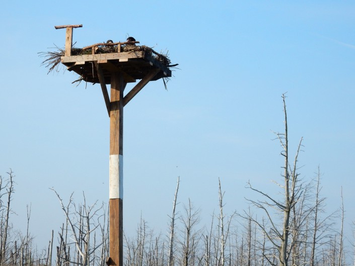 eagle chicks in new nest@K. Clark