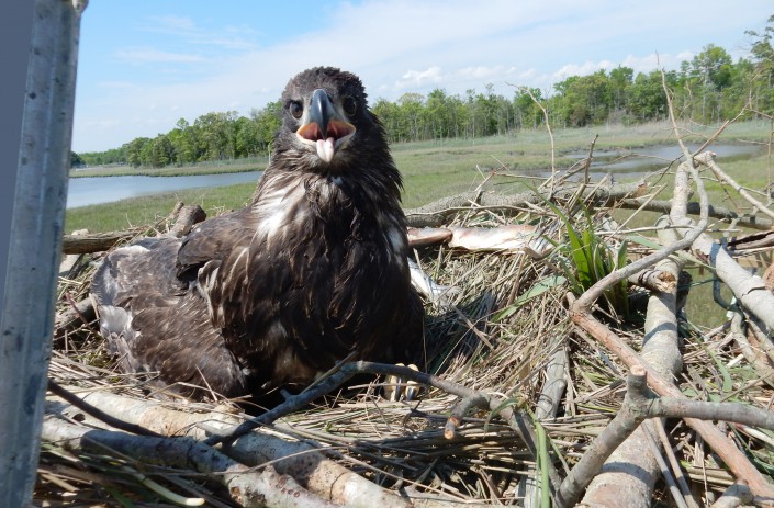 Re-nested eagle chick in platform nest @ K. Clark