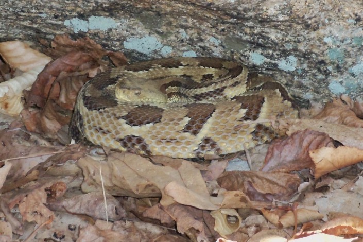 A timber rattlesnake resting outside its den. © Mike Davenport