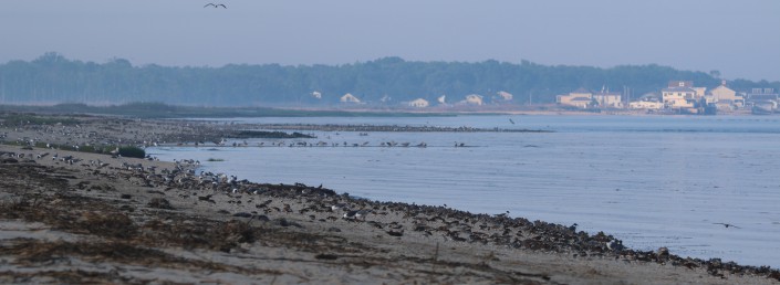 Early Morning Shorebirds on Delaware Bay