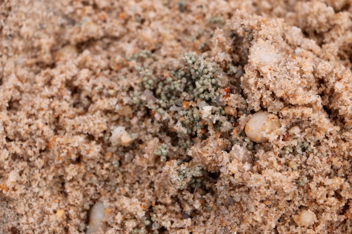 Horseshoe Crab Eggs