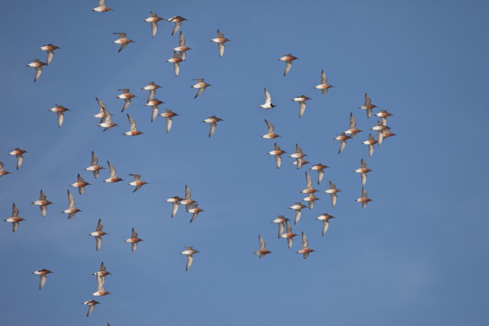 Knots in formation heading off to the Arctic (c) Jan van de  Kam