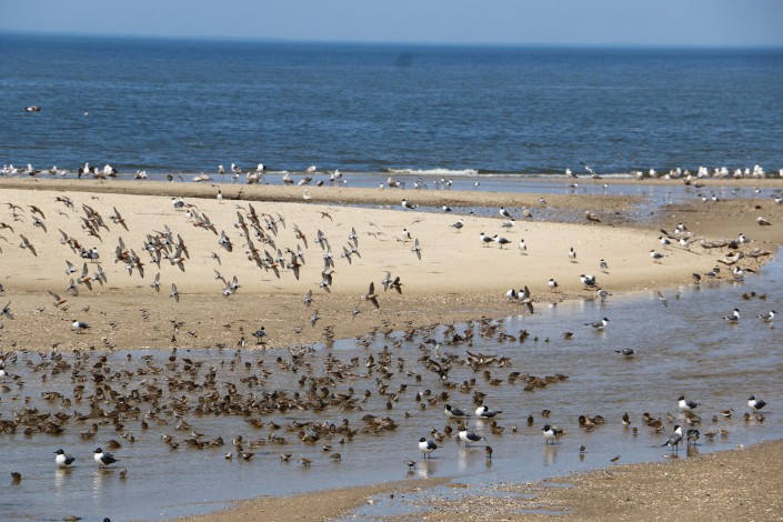 Red Knots on Fortescue 