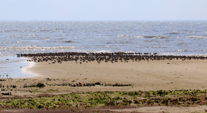 Red knots roost on a sandy spit on Egg Island, one of the largest contigous area of marsh in the mid Atlantic.   Half of the bay's shorebird population roost on Egg Island and than feed on the various beaches around Fortescue. 