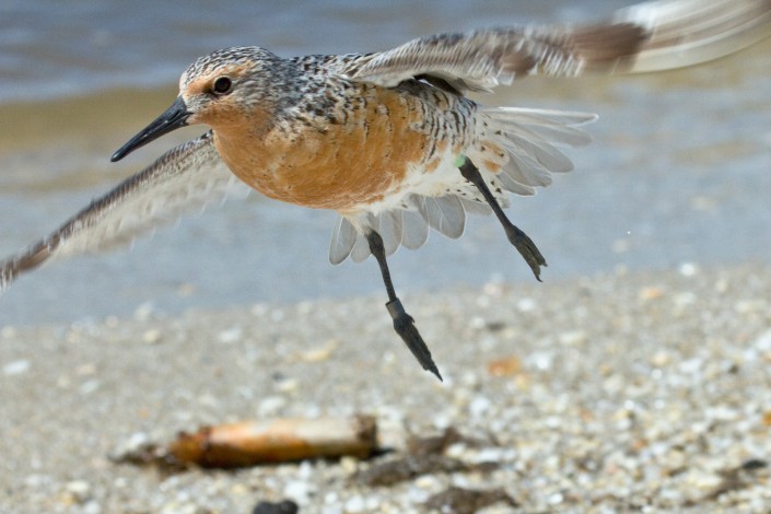 Red Knot Photo by: Jan van der Kam