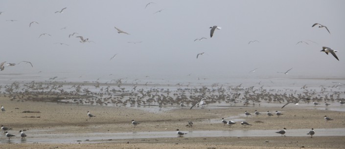 Early Red Knots