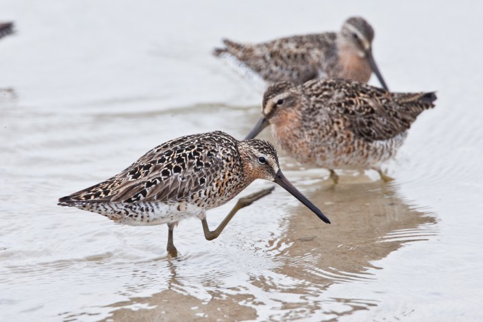 Short bill dowitcher (c) Jan van der Kam  from Life on Delaware Bay