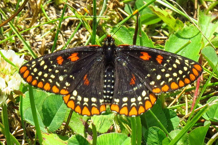 Baltimore Checkerspot