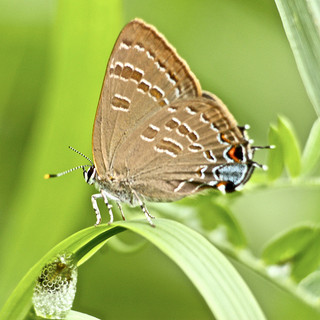 Hickory Hairstreak