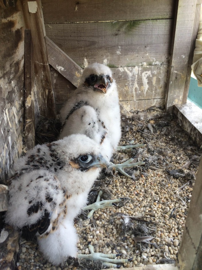 Two 3.5 week old young. One male; one female. Photo by Ben Wurst