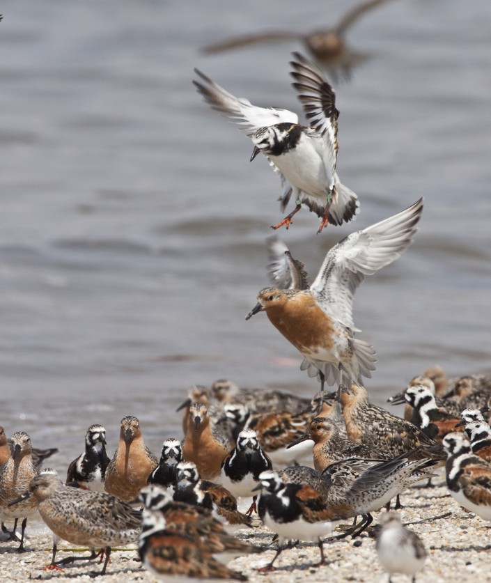 Photo by Jan van der Kam from Life on Delaware Bay