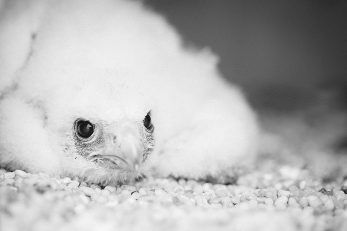 This week we visited the latest peregrine falcon nest in New Jersey. We were there to check for hatching. Here is what we found. A lone 17 day old male falcon. He is the youngest falcon in New Jersey. Click to view large. Photo by Ben Wurst.