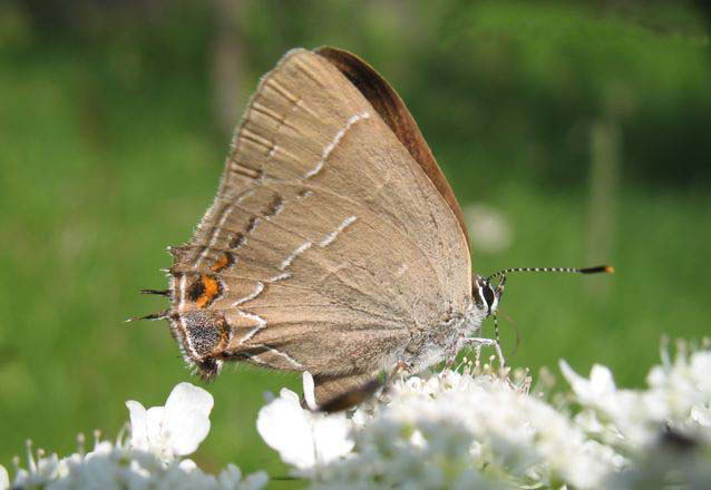 Northern Oak Hairstreak