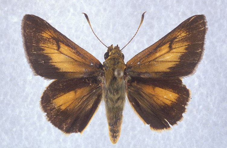 Rare Skipper