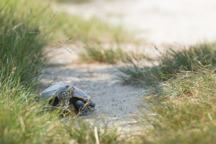 A adult female northern diamondback terrapin searches for a suitable nest site along Great Bay Blvd. Photo by Ben Wurst