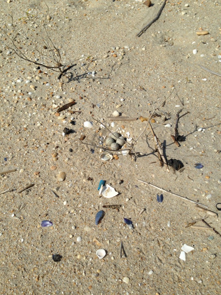 Piping Plover Nest