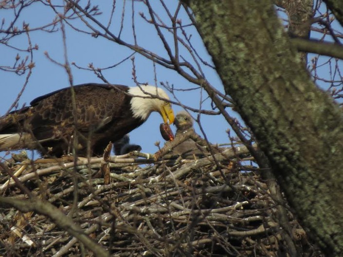 Linda reports that she has seen fish, squirrels, Canada geese, rabbits, turtle, chickens, and a ground hog brought to the nest.@L. Oughton