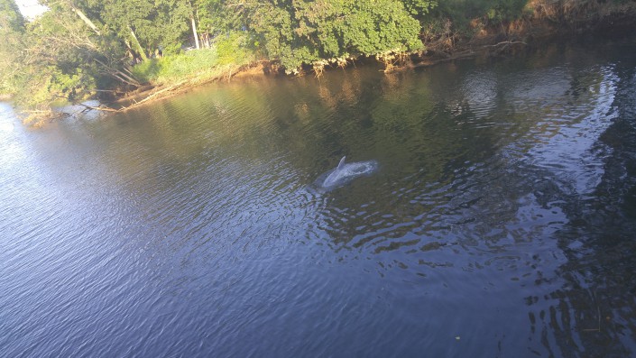 South River Dolphin Photo by David Wheeler