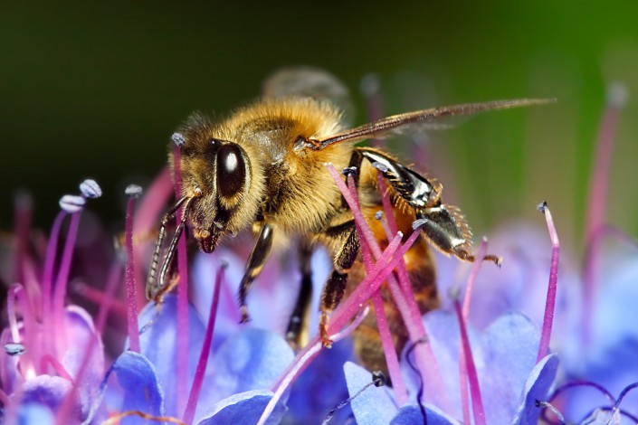 Honey_bee_on_blue_flower