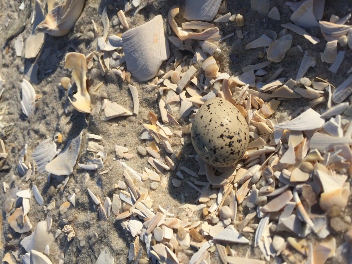 Look closely - a piping plover egg showing signs of hatching.